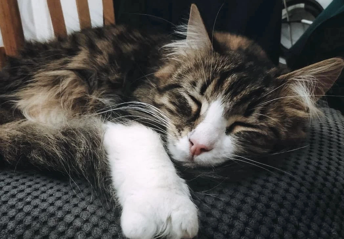 Комфортная временная
передержка по доступной цене