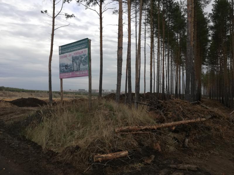 Благодаря воронежским активистам ОНФ вырубка Малышевского леса остановлена
