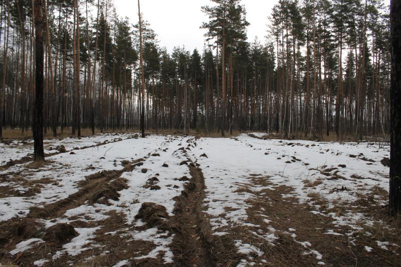 Воронежские активисты ОНФ просят власти и прокуратуру разобраться с вырубкой леса в микрорайоне Боровое