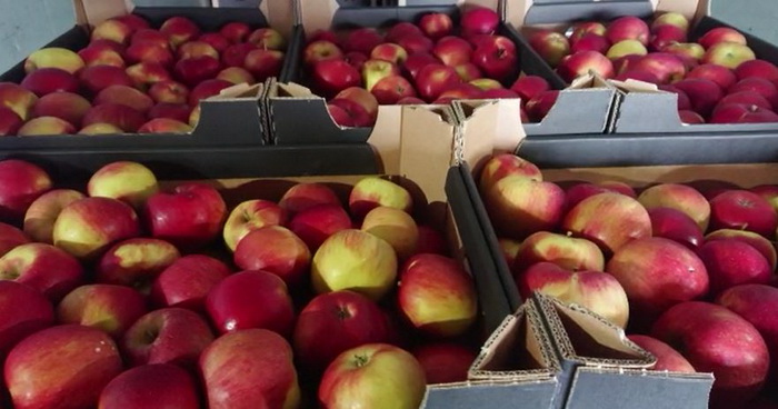 В Смоленской области таможенники задержали три грузовых автомобиля, перевозивших  56 тонн яблок неизвестного происхождения
