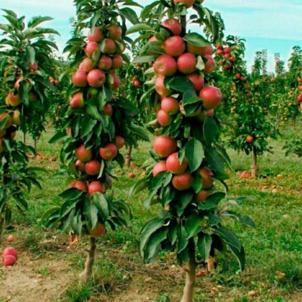 Как следует выбирать саженцы плодовых деревьев?