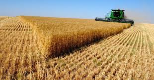 Россельхозбанк увеличил кредитную поддержку орловских фермеров на 26%