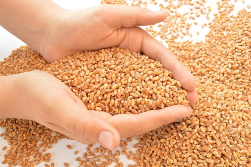 Владимирский Россельхозцентр: 
70% исследованной пшеницы пригодно для хлеба