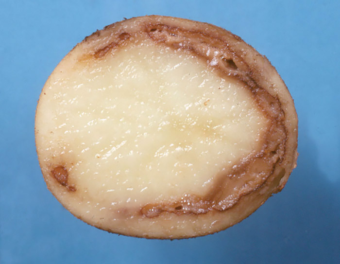 Кольцевая бактериальная гниль картофеля: в чем опасность?