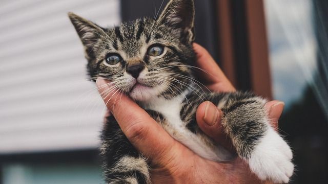Спасатели в Зеленограде достали котёнка, 
застрявшего в батарее