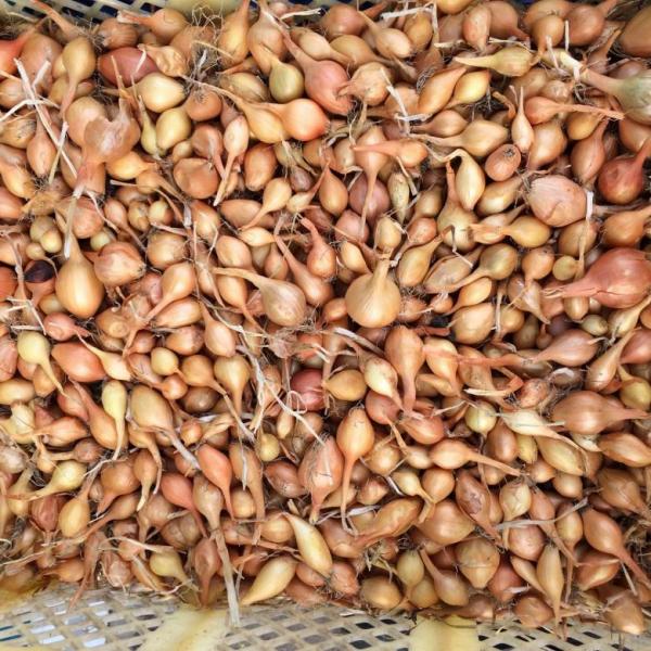Как вырастить высокоурожайный лук: советы экспертов владимирского филиала Россельхозцентра