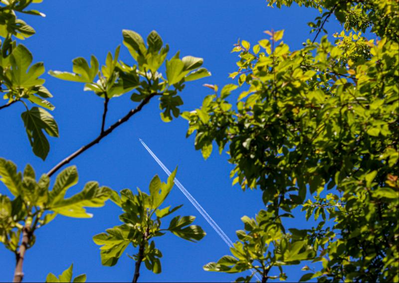 «Посади Лес» приглашает астраханских отпускников компенсировать углеродный след