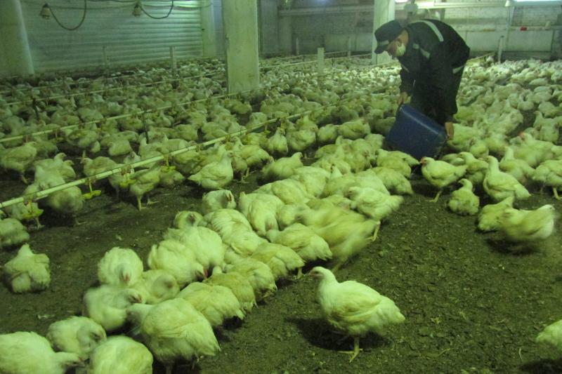 В ИК-8 УФСИН России по Омской области выращивают цыплят-бройлеров