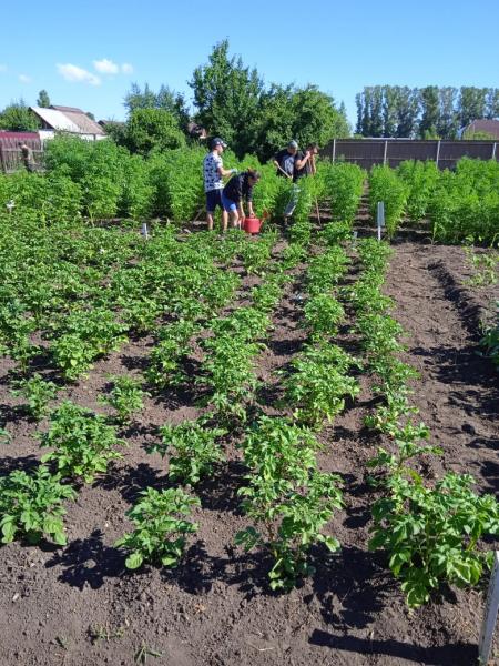 Студенты-агрономы ХГУ совершенствуют технологию выращивания редьки, льна и рапса