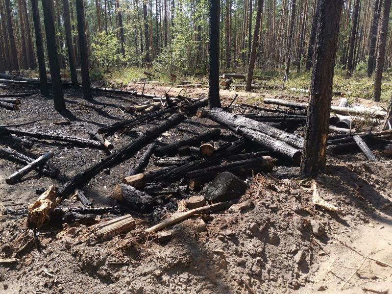 Шумят, сжигают отходы, рубят лес: местная лесопилка «кошмарит» воронежский поселок