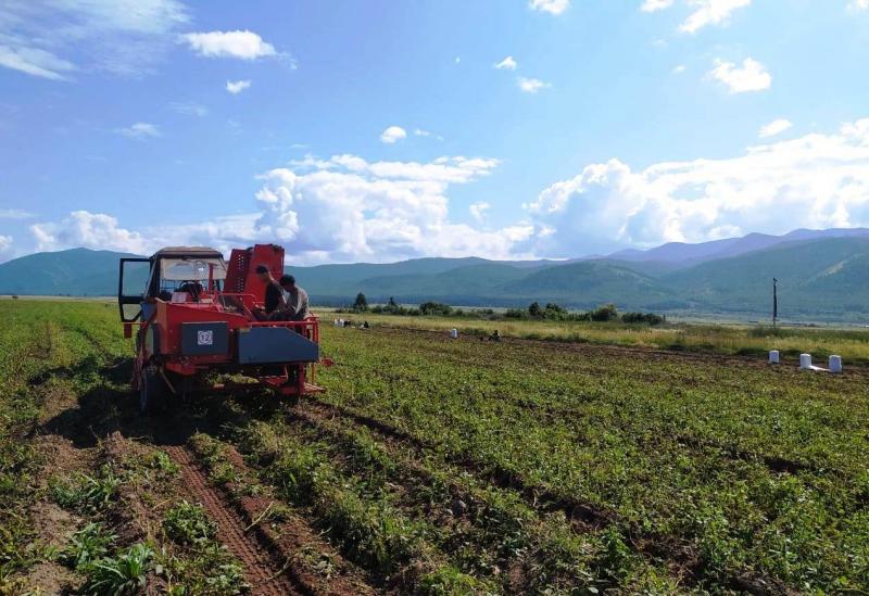 С подсобных хозяйств учреждений УФСИН России по Республике Тыва поставляются свежие овощи.