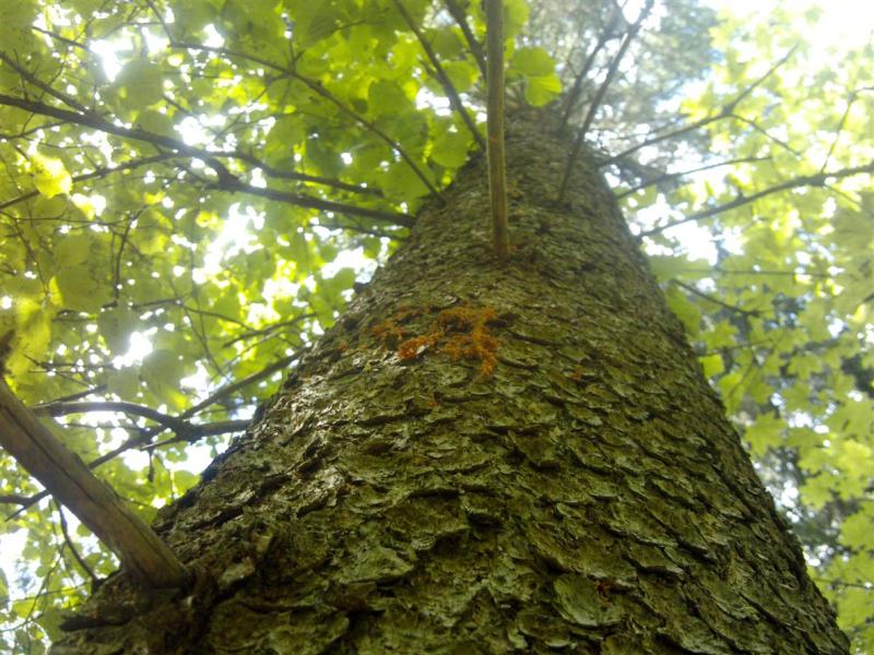 Смоленские лесопатологи оценили санитарное и лесопатологическое состояние лесов региона