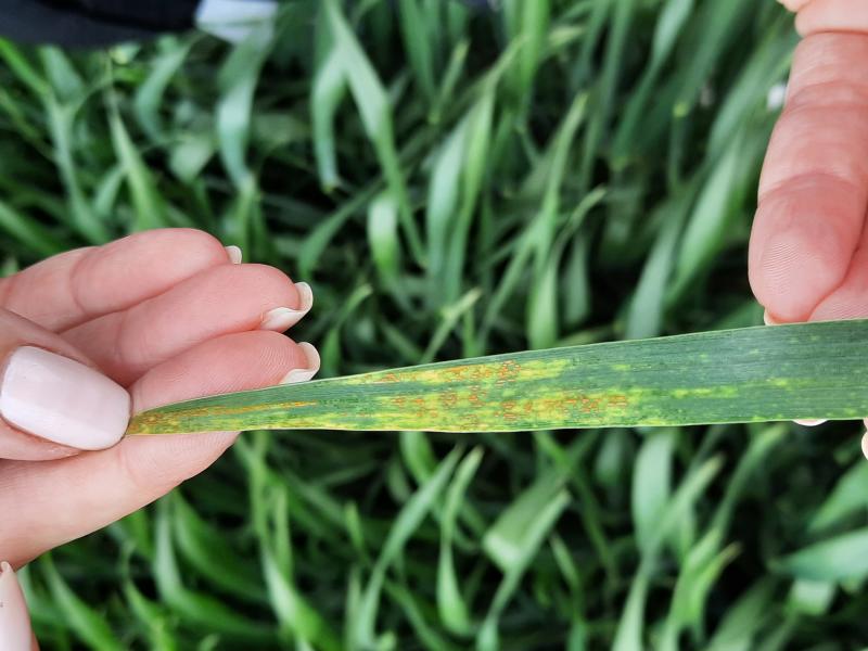 Интенсивность распространения болезней на пшенице в Петровском районе