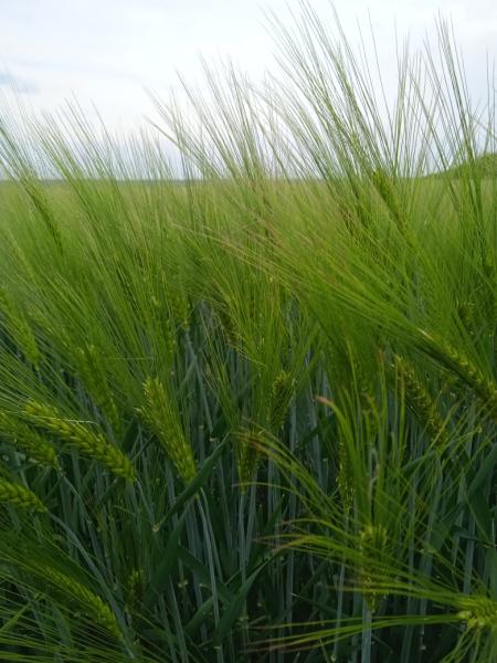 Озимая пшеница заколосились на полях Ставрополья