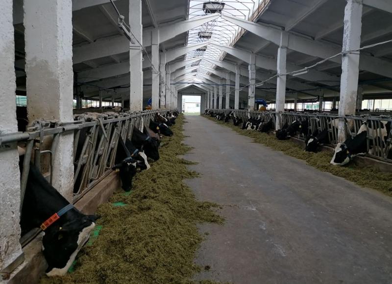 Костромская область в тренде: производство молочных продуктов – в топе отраслей для роботизации