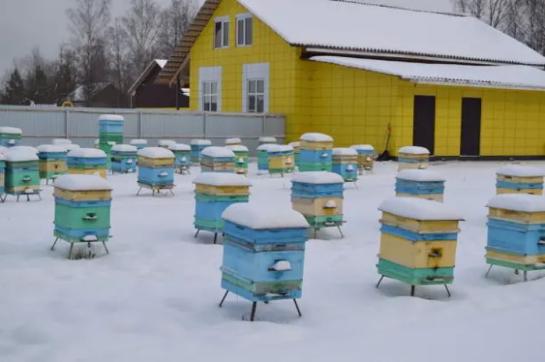 Тыква в меду и в мармеладе: полезное лакомство от новгородских фермеров