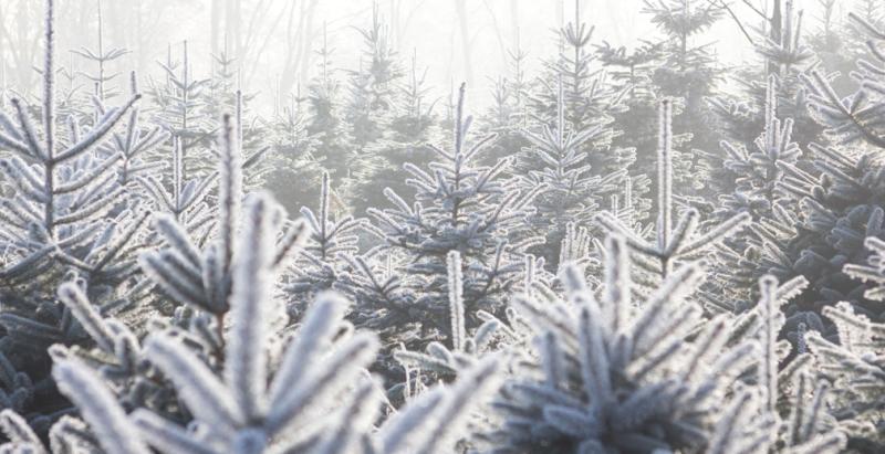 Оборот рынка хвойных новогодних деревьев в России достигнет 12 млрд. рублей