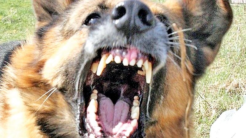 В Краснодаре стаи бешеных псов нападают на детей