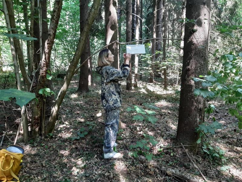 В Смоленской области подвели предварительные итоги феромонного надзора за популяциями вредных организмов
