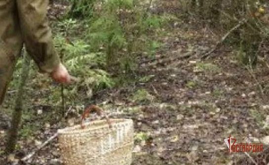 Обратившаяся в Росгвардию орловчанка вместо грибов нашла в лесу газовый пистолет