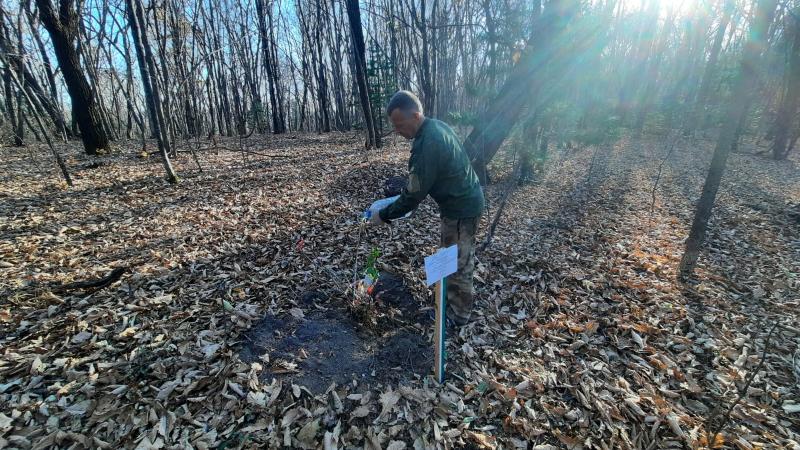 ФСК Регион пересадила краснокнижное растение из зоны строительства во Владивостоке