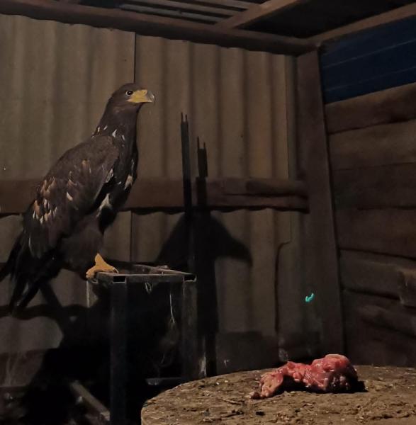 В Республике Калмыкия сотрудники Росприроднадзора приняли участие в спасении орлана-белохвоста