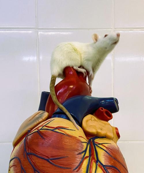 Как защитить сердце от стресса: исследование ученых МарГУ