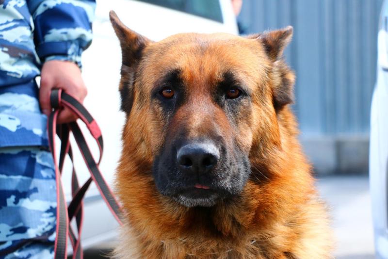 Росгвардейцы обеспечили безопасность ряда массовых мероприятий в Челябинской области