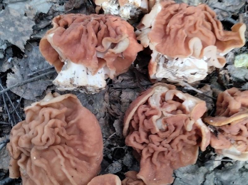Редкий гриб обнаружили под Новосибирском