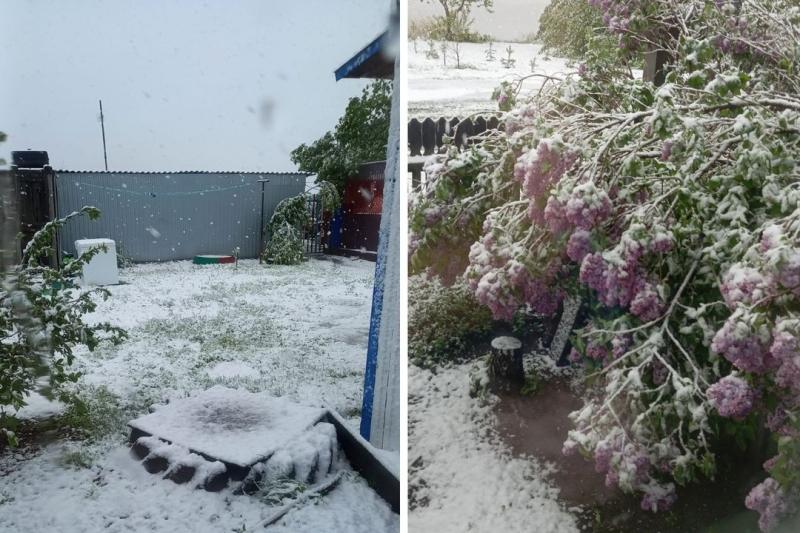 Майский снег удивил жителей двух районов Новосибирской области