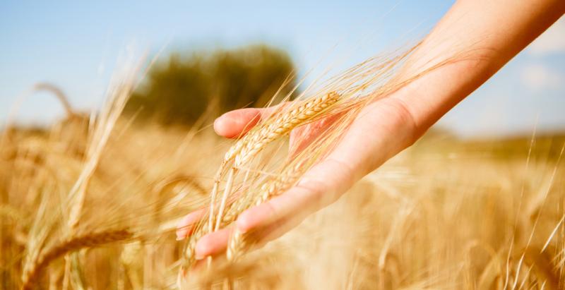 Россельхозбанк в Костроме направил более 200 миллионов рублей на проведение сезонно-полевых работ