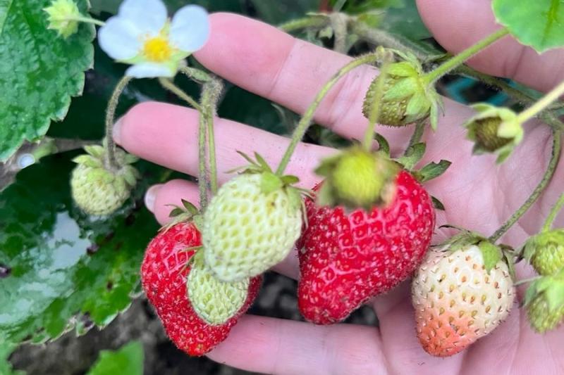 Новосибирцам рассказали, как победить земляничного клеща и спасти ягоды