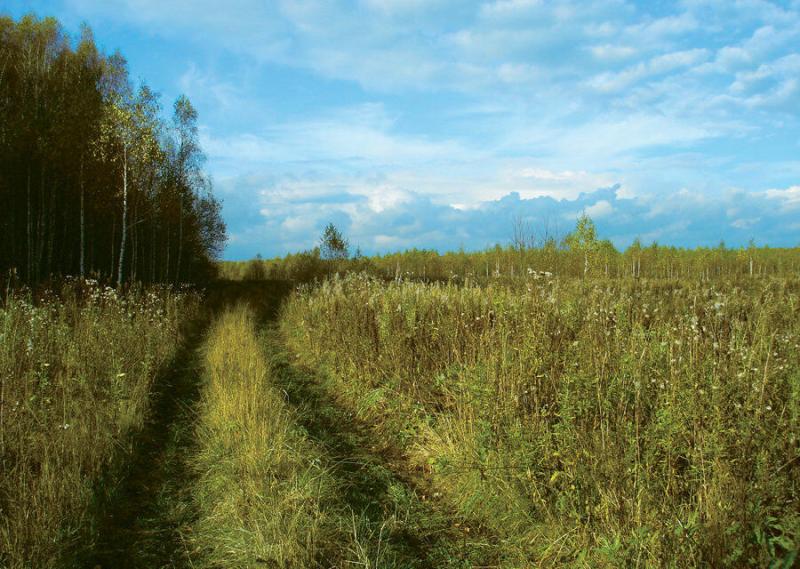 В Забайкальском крае Россельхознадзор выдал предостережения за зарастание более 370 га земель сельхозназначения