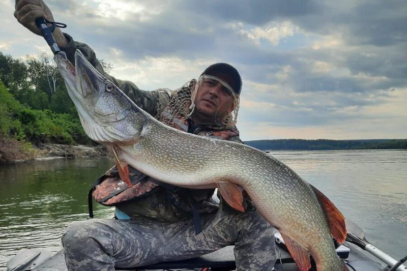 Гигантскую щуку в 10 кг поймал рыбак под Новосибирском