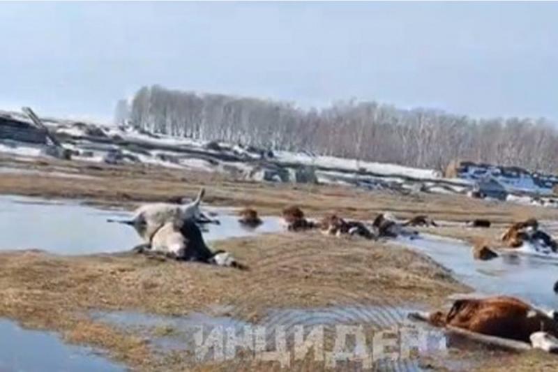 Прокуратура Новосибирской области заинтересовалась скотомогильником на берегу Чанов