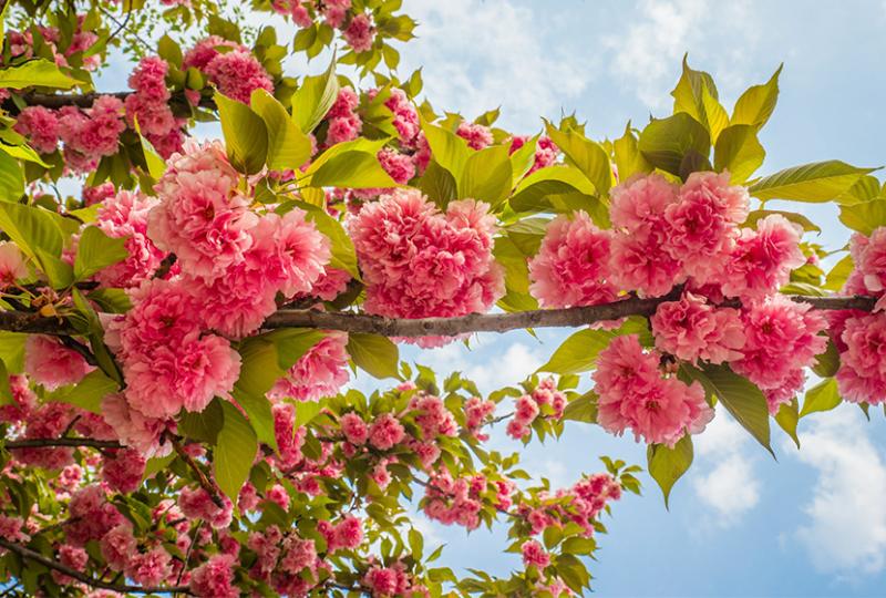 Весенний отдых за городом. Чем пахнет весна?