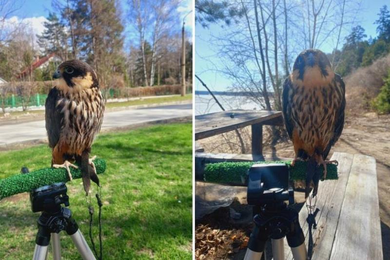 Больного сокола спасла художница из Новосибирска