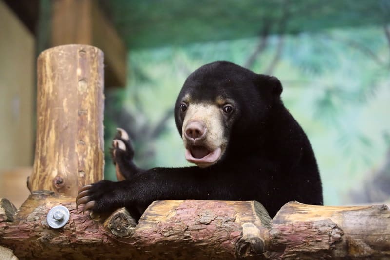 COLDY помогает сохранить вид: опека над малайским медвежонком