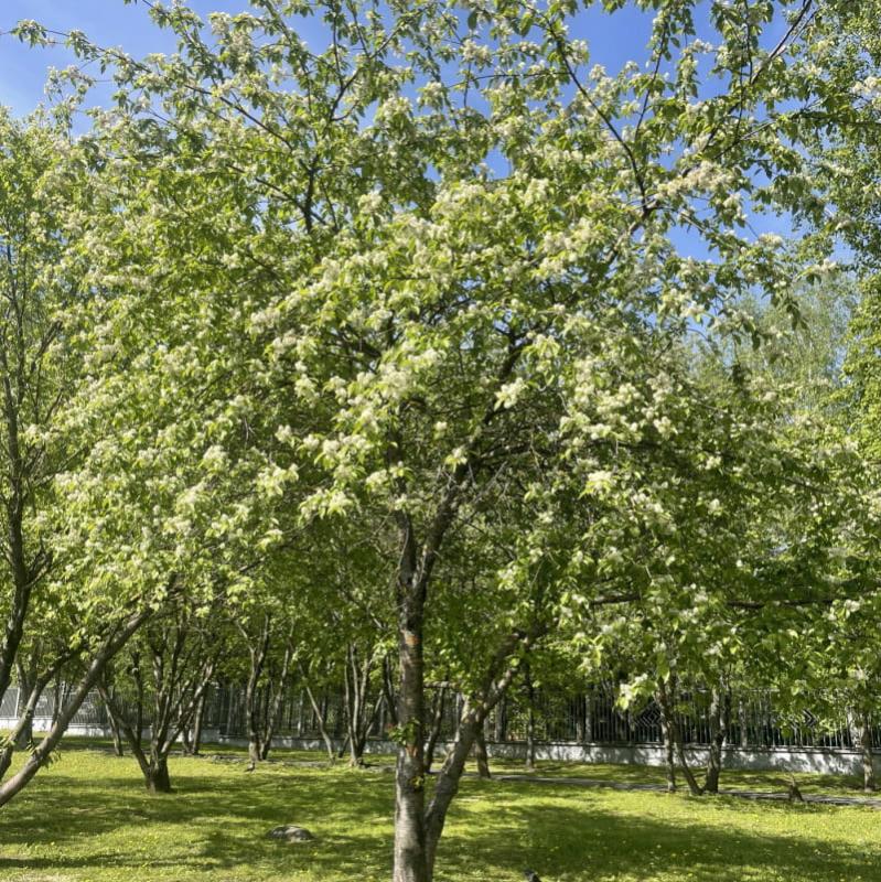 Вместе создадим фенологическую карту России 15 мая