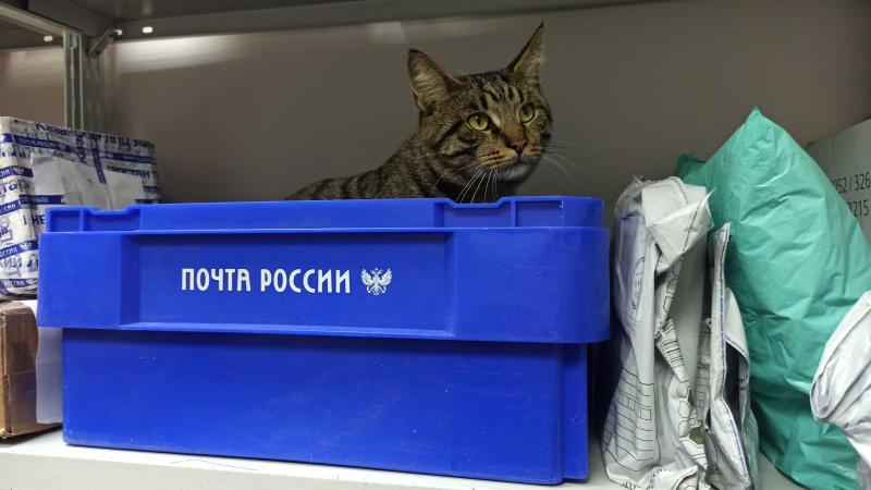 Страховка, открытка, «живая посылка»: полезные сервисы Почты России для владельцев животных