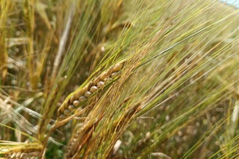 Более 800 тысяч га посевов обработали от вредителей в Новосибирской области