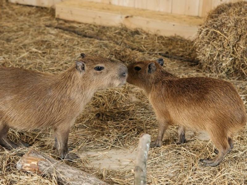 В Самаре на «Ферме Альпак» появятся капибары